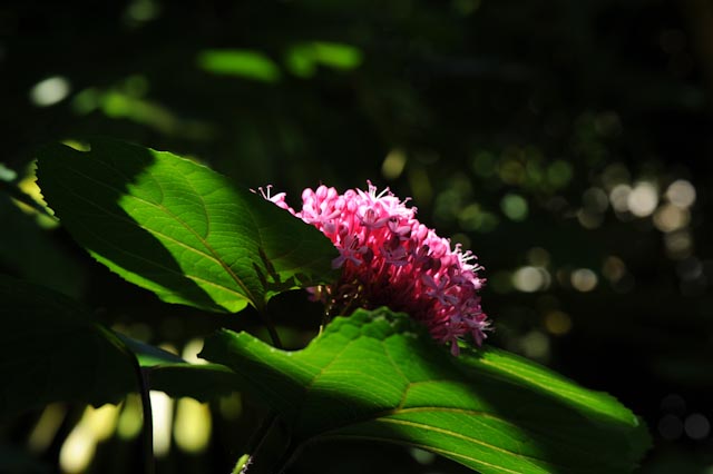 Fleur de clérodendron soulignée par un rai de soleil