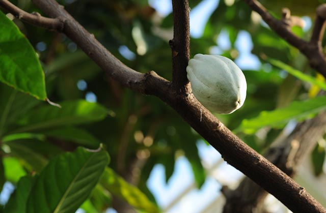 Cacaoyer (Theobroma cacao) dans la serre Mabundu, réservée aux plantes tropicales utiles.
