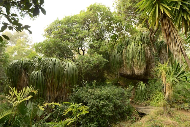 Au domaine du Rayol, jardin des Méditerranées, le jardin d'Amérique subtropicale et sa forêt de nolines appelés aussi "beaucarnéas" ou "pieds d'éléphant".