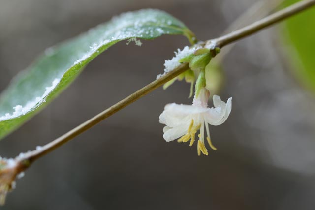 Petite fleur solitaire, pendante de chèvrefeuille d'hiver (Lonicera fragrantissima)