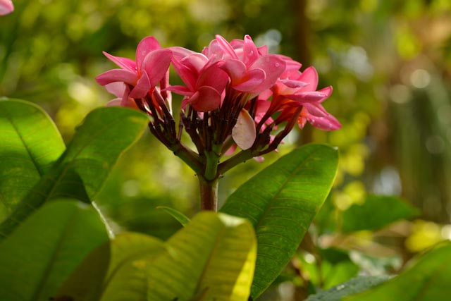 au centre de la photo, une fleur de frangipanier rose intense.