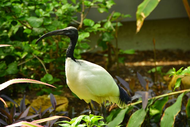 Un ibis en liberté dans la serre aux oiseaux