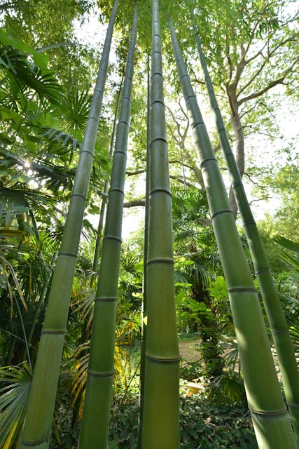Impressionnantes cannes de bambous géants de la Bambouseraie en Cévennes.