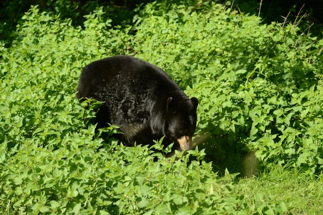 L'ours baribal (Ursus americanus) se reconnait à son pelage noir et son museau beige. au zoosafari de Thoiry, il vit dehors toute l'année.