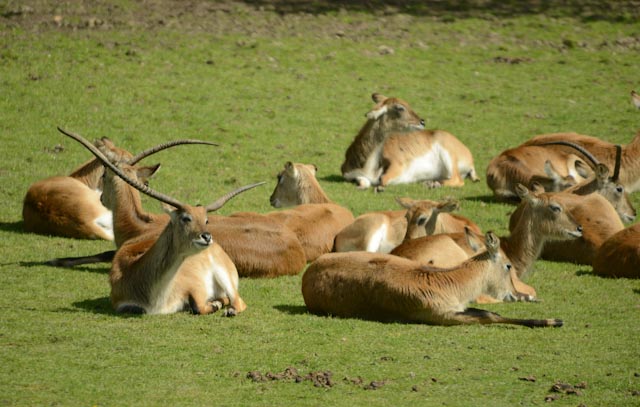 Au ZooSafari de Thoiry, groupe de cobes de Lechwe (Kobus leche) couchés en groupe.