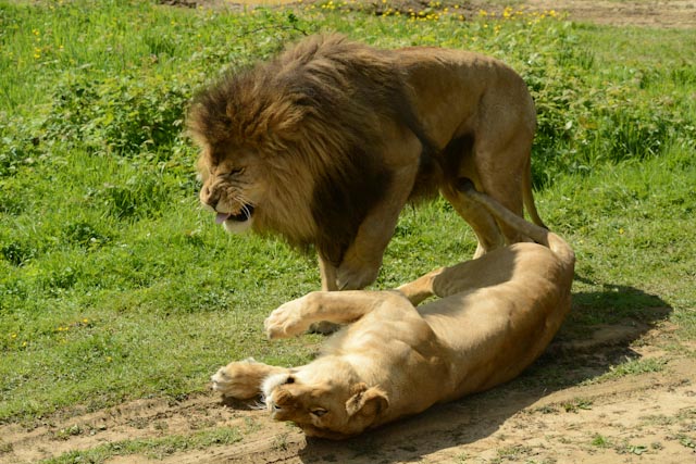 La lion est allongée sur le dos, le lion debout à ses côtés.