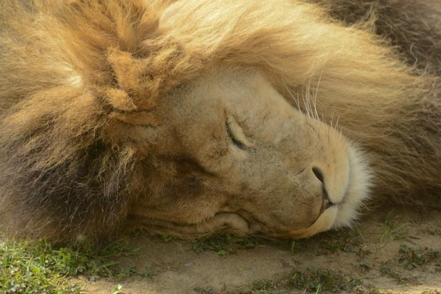 La tête du lion endormie en gros plan.
