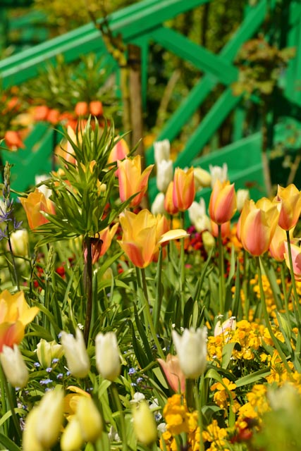 Au pied du perron de la maison du peintre, des giroflées se mêlent aux tulipes et fritillaires parfumant agréablement l'air.