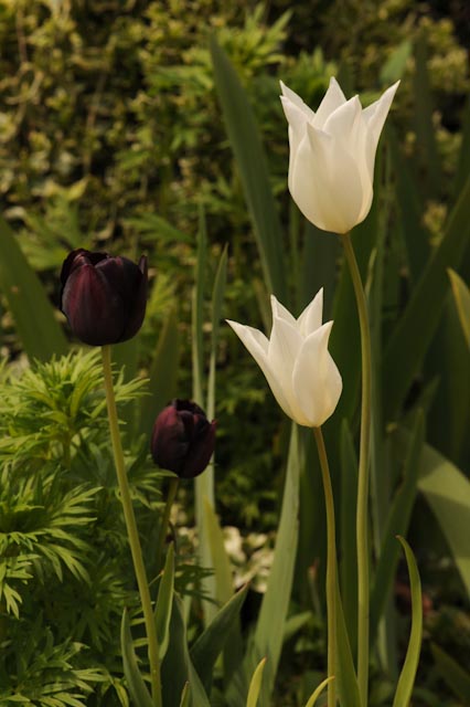 Beau contraste de couleurs que ces tulipes noires et blanches côte-à-côte. La magie du printemps dans le jardin  de Monet à Giverny.