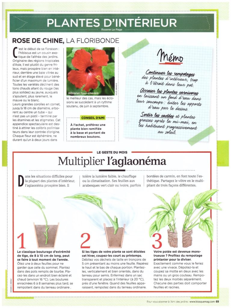 Exemple de page sur les plantes d'intérieur du cahier du jardinier de l'Ami des jardins.