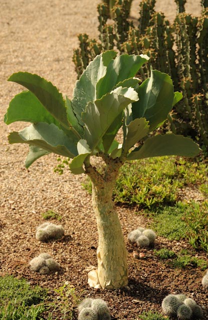 Une plante qui ressemble à un petit arbre avec un tronc renflé : il s'agit d'une plante à caudex, originaire de Namibie : Cyphostemma juttae