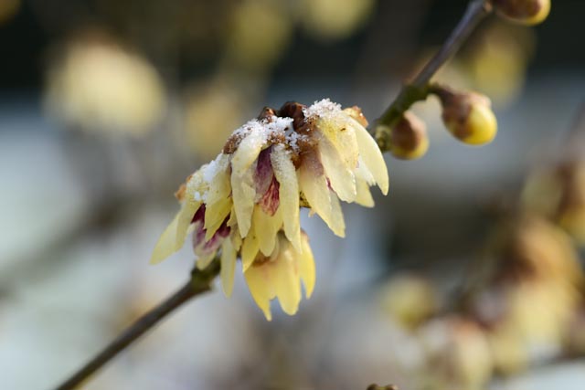 Fleurs étranges, jaune pâle, de chimonanthe (Chimonanthus praecox)