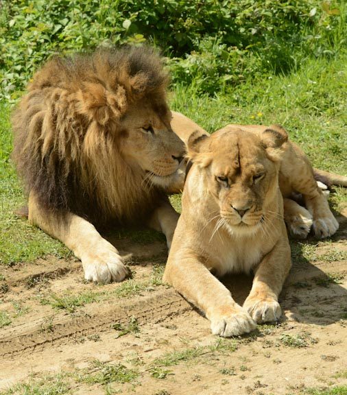 le lion et la lionne assis côte à côte