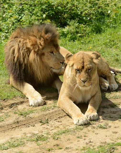 le lion et la lionne assis côte à côte