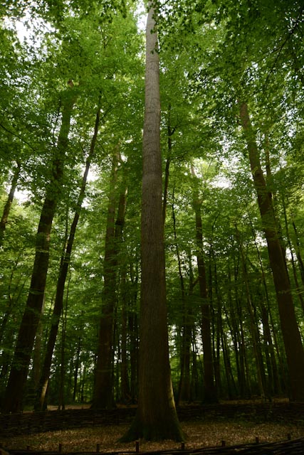 le chêne Boppe au centre parmi les autres spécimens remarquables de la futaie des Clos dans la forêt de Bercé.
